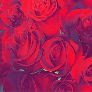 Meet your Posher, Rosa